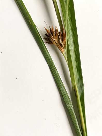 spikelet