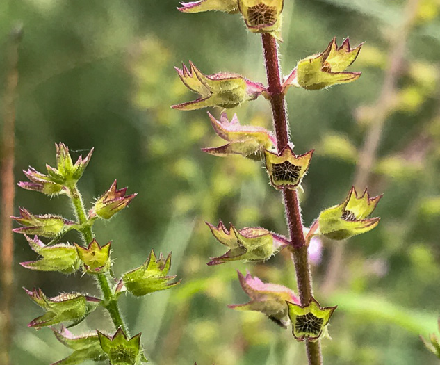 image of Mosla dianthera, Miniature Beefsteak-plant, Mosla