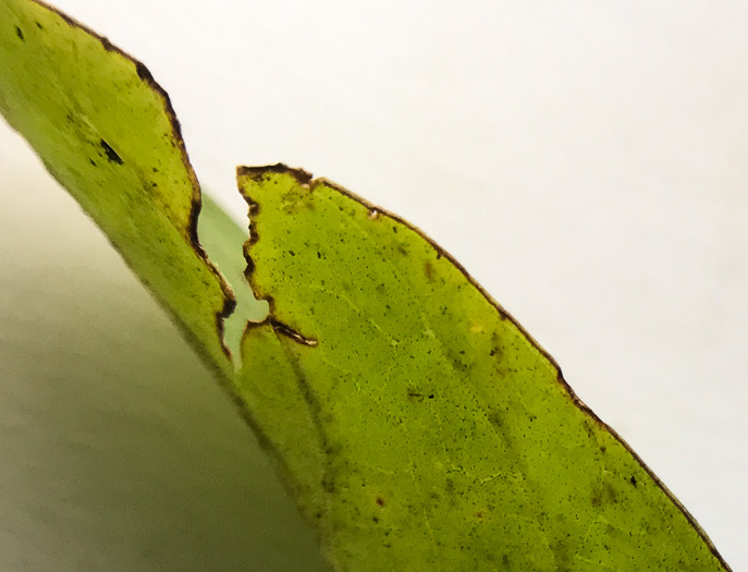 image of Lysimachia fraseri, Fraser's Loosestrife