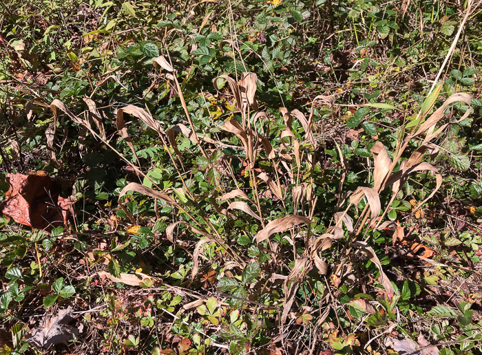 image of Dichanthelium polyanthes, Many-flowered Witchgrass, Small-fruited Witchgrass, Roundseed Witchgrass