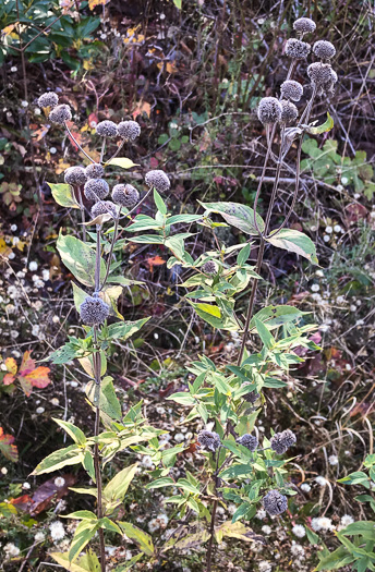 image of Pycnanthemum muticum var. 1, Short-toothed Mountain-mint, Downy Mountain-mint, Clustered Mountain-mint