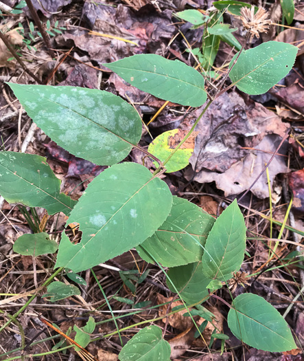 image of Monarda clinopodia, Basil Bergamot, Basil Beebalm, White Bergamot, Basil Balm