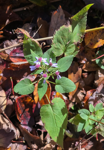 image of Symphyotrichum cordifolium, Heartleaf Aster, Common Blue Wood Aster