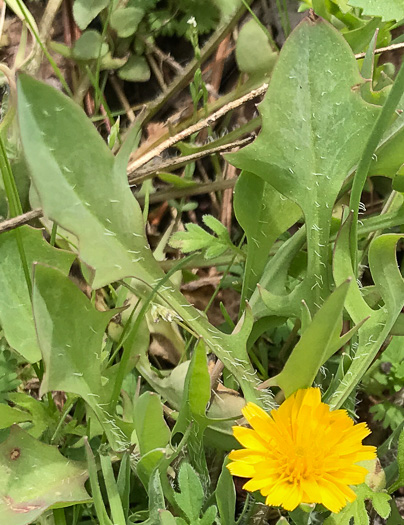 image of Krigia virginica, Virginia Dwarf-dandelion