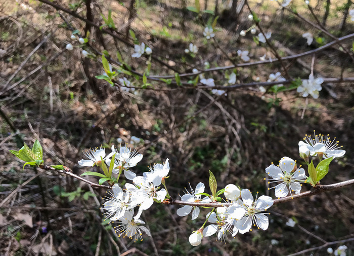 image of Prunus americana, American Wild Plum, Wild Plum