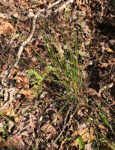 image of Juncus gymnocarpus, Seep Rush, Beaked Rush, Pennsylvania Rush