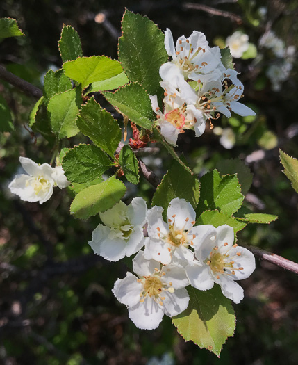 image of Crataegus aprica, Sunny Hawthorn