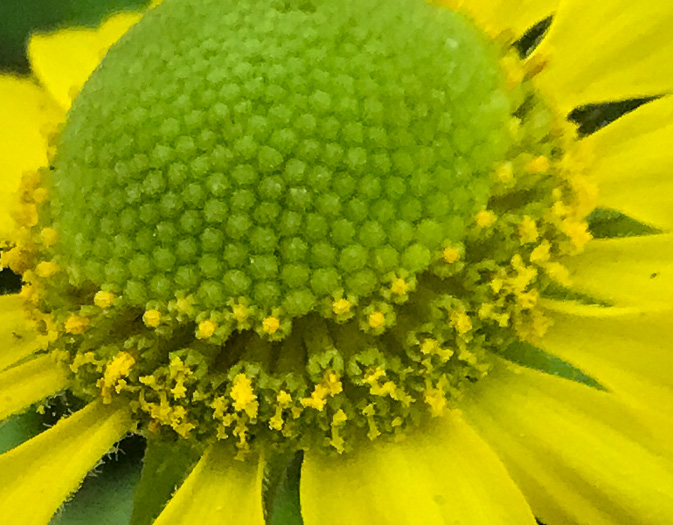 image of Helenium brevifolium, Littleleaf Sneezeweed, Shortleaf Sneezeweed