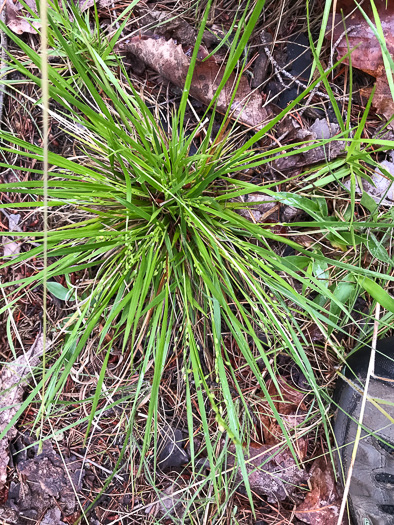 image of Dichanthelium depauperatum, Starved Witchgrass