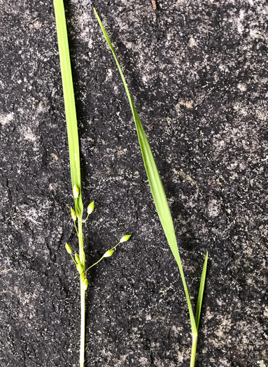 image of Dichanthelium depauperatum, Starved Witchgrass