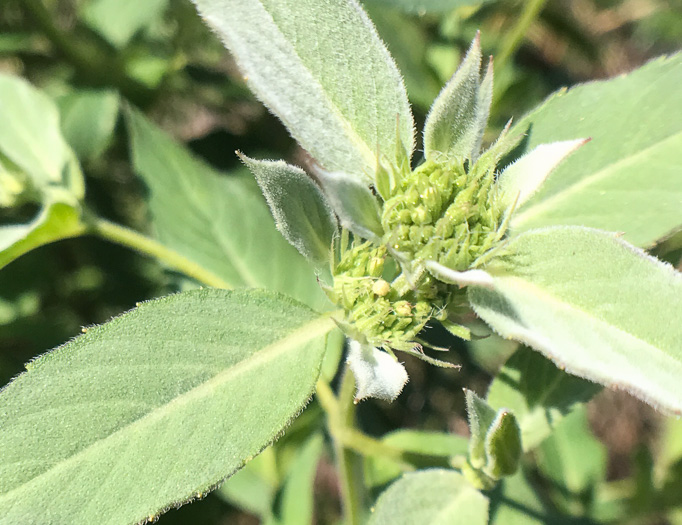 image of Pycnanthemum beadlei, Beadle's Mountain-mint