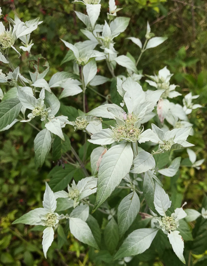 image of Pycnanthemum pycnanthemoides var. pycnanthemoides, Woodland Mountain-mint, Southern Mountain-mint