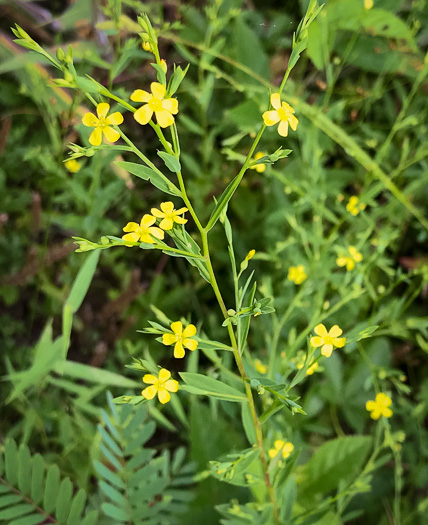 image of Linum striatum, Ridgestem Yellow Flax, Ridged Yellow Flax