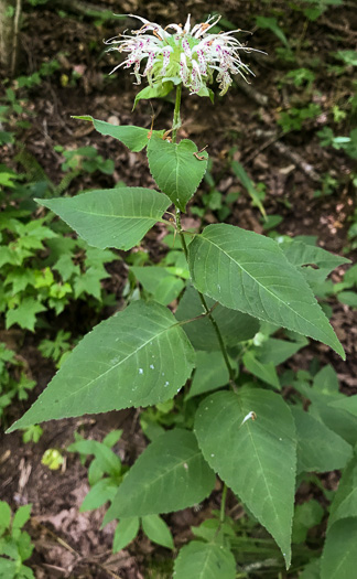 image of Monarda clinopodia, Basil Bergamot, Basil Beebalm, White Bergamot, Basil Balm