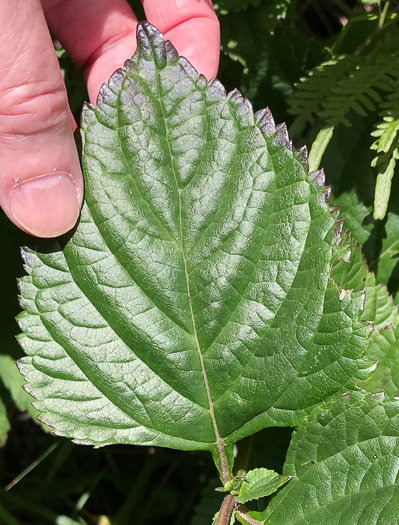 image of Salvia urticifolia, Nettleleaf Sage