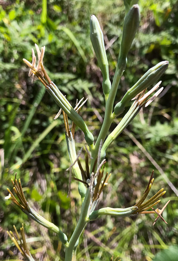 image of Agave virginica, Eastern Agave, Eastern False-aloe, Rattlesnake-master, American Aloe