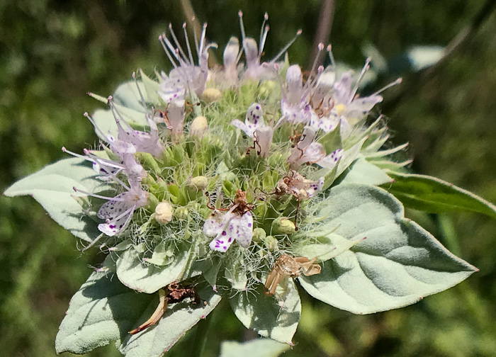 image of Pycnanthemum pycnanthemoides var. pycnanthemoides, Woodland Mountain-mint, Southern Mountain-mint