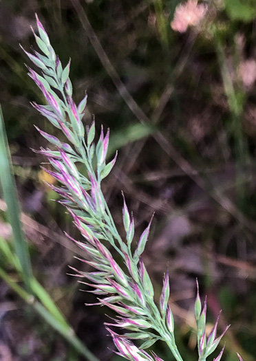 image of Greeneochloa coarctata, Nuttall's Reedgrass