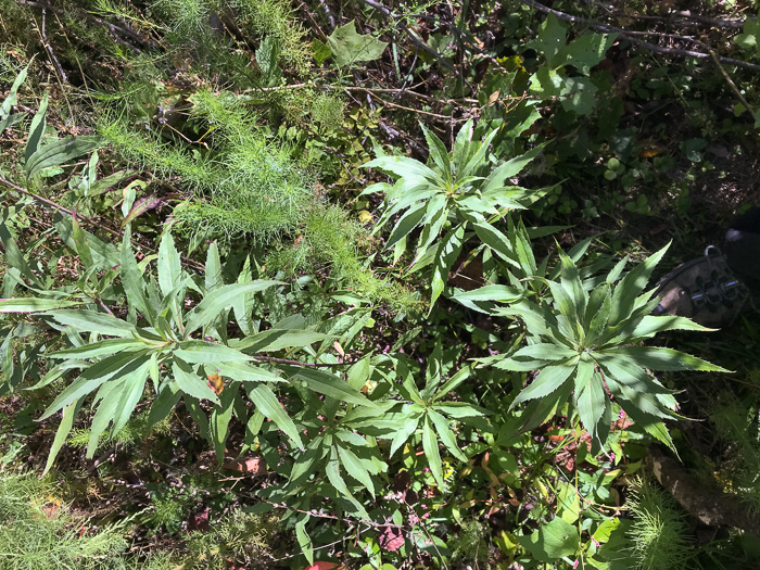 image of Solidago gigantea, Smooth Goldenrod, Late Goldenrod, Giant Goldenrod