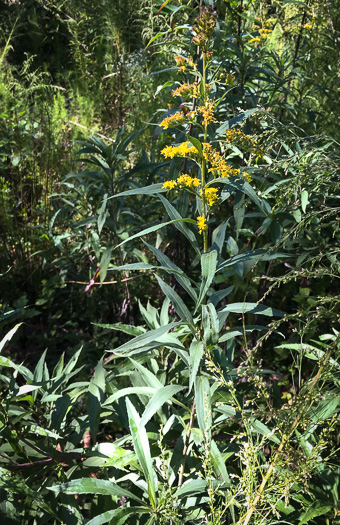 image of Solidago gigantea, Smooth Goldenrod, Late Goldenrod, Giant Goldenrod