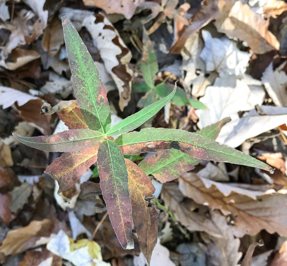 image of Eupatorium sessilifolium var. sessilifolium, Upland Boneset, Sessile-leaf Eupatorium