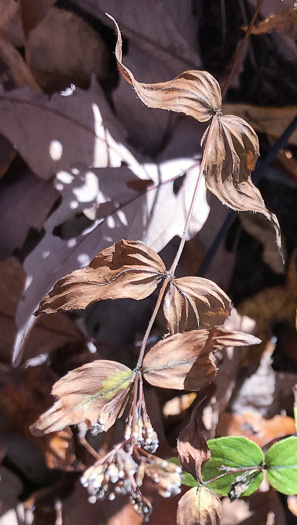 image of Cunila origanoides, Wild-oregano, American Dittany, Stone-mint