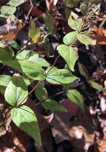 image of Cunila origanoides, Wild-oregano, American Dittany, Stone-mint