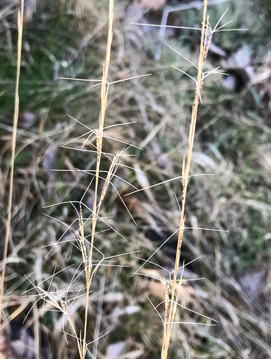 spikelet