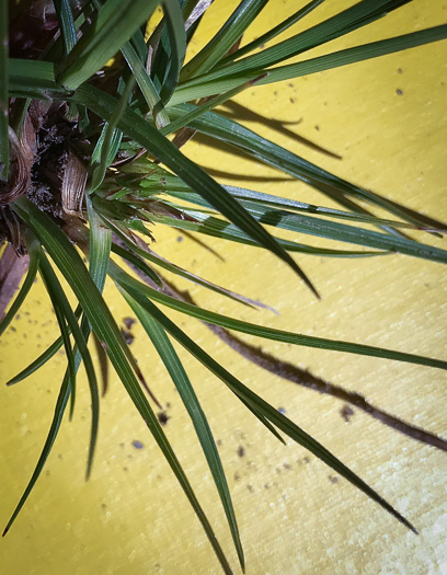 image of Carex tonsa, Shaved Sedge