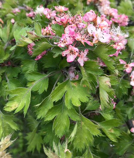 image of Crataegus marshallii, Parsley Hawthorn, Parsley Haw