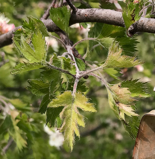 image of Crataegus marshallii, Parsley Hawthorn, Parsley Haw