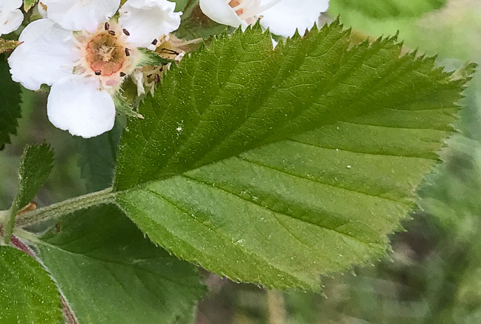 image of Crataegus mollis var. texana, Texas Downy Hawthorn