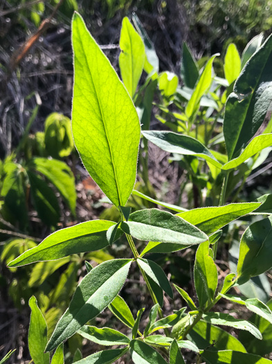 image of Coreopsis sp. [Glassy Mtn HP], a puzzling Coreopsis [Glassy Mtn HP]