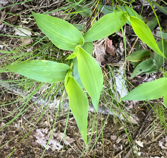 image of Dichanthelium boscii, Bosc's Witchgrass