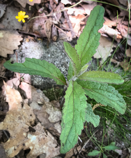 image of Eupatorium album, White Boneset, White-bracted Thoroughwort, White Thoroughwort, White Eupatorium