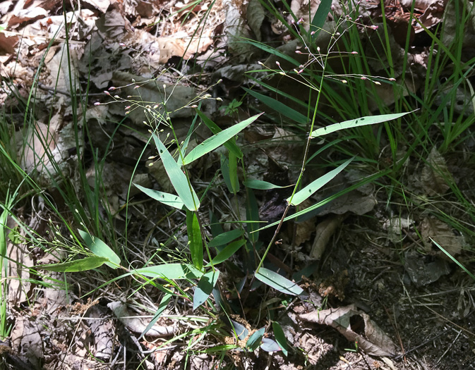 image of Dichanthelium commutatum +, Variable Witchgrass