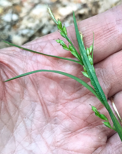 image of Carex manhartii, Blue Ridge Purple Sedge, Manhart's Sedge