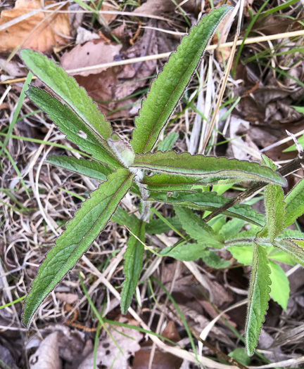 image of Eupatorium album, White Boneset, White-bracted Thoroughwort, White Thoroughwort, White Eupatorium