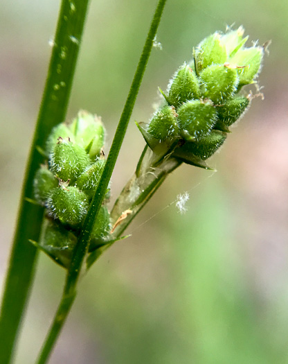 image of Carex swanii, Swan's Sedge