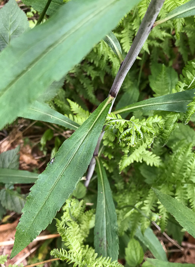 image of Solidago gigantea, Smooth Goldenrod, Late Goldenrod, Giant Goldenrod