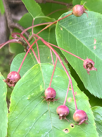 image of Amelanchier laevis, Smooth Serviceberry, Allegheny Serviceberry