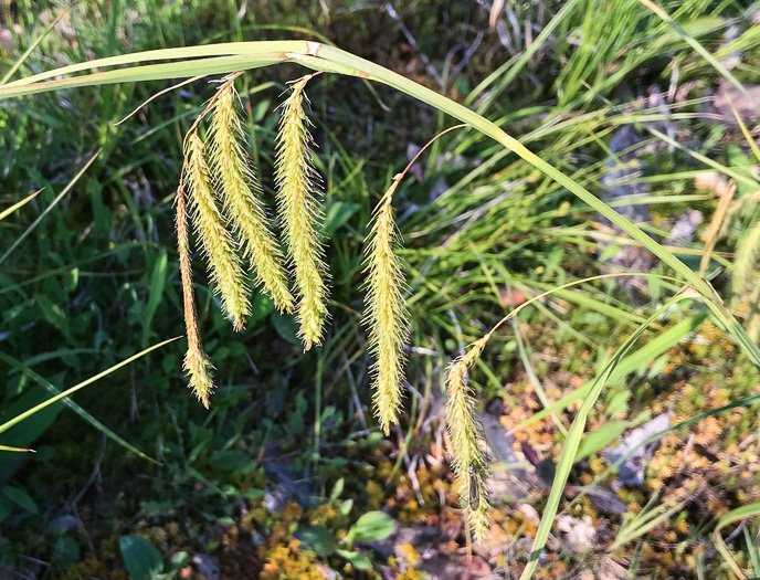 image of Carex gynandra, Mountain Fringed Sedge, Nodding Sedge