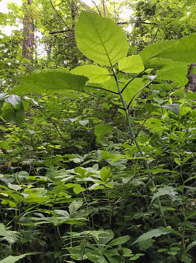 image of Collinsonia canadensis, Northern Horsebalm, Citronella, Canada Stoneroot, Canada Horsebalm