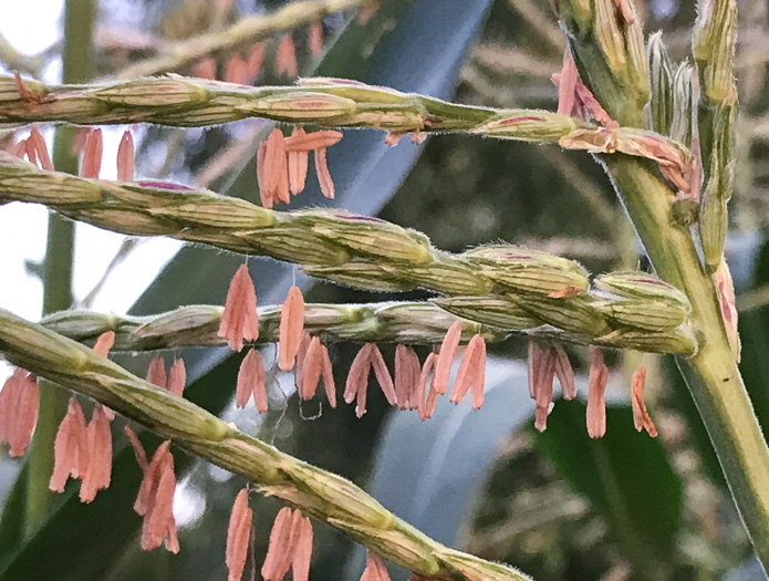 image of Zea mays ssp. mays, Corn, Maize