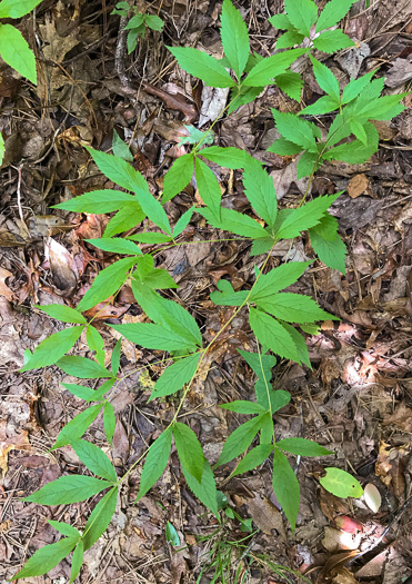 image of Gillenia trifoliata, Bowman's Root, Mountain Indian Physic, Fawn's Breath