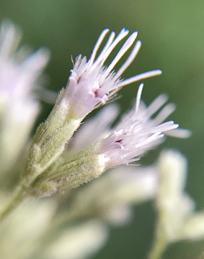 image of Eupatorium sessilifolium var. sessilifolium, Upland Boneset, Sessile-leaf Eupatorium