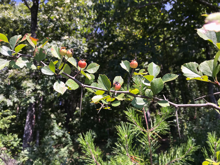 image of Crataegus aprica, Sunny Hawthorn