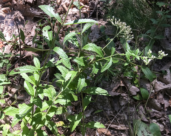 image of Eupatorium album, White Boneset, White-bracted Thoroughwort, White Thoroughwort, White Eupatorium