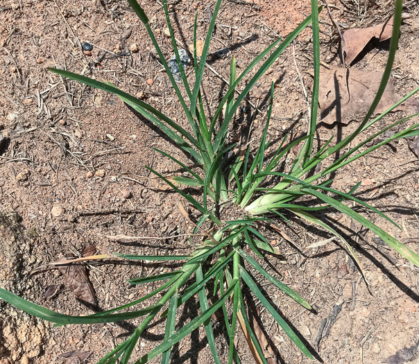 image of Eleusine indica, Goosegrass, Yard Grass, Indian Goose-grass