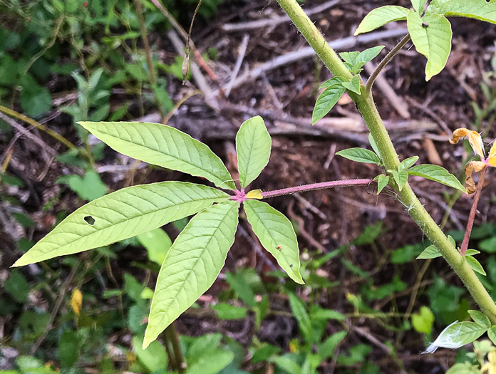 image of Tarenaya species 1, Cleome, Spiderflower, Pinkqueen